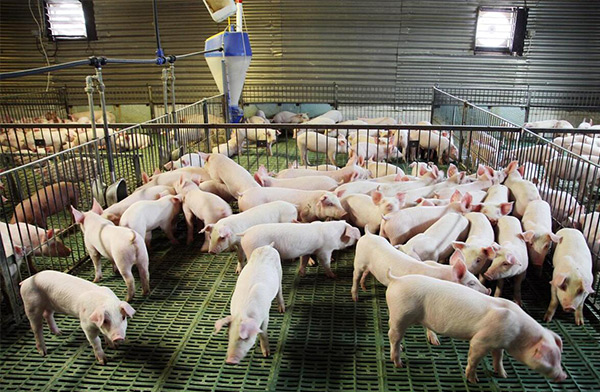 養(yǎng)殖場(chǎng)空氣過(guò)濾的重要性